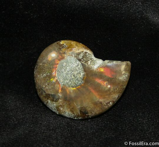 Small Flashy Red Iridescent Ammonite #1477